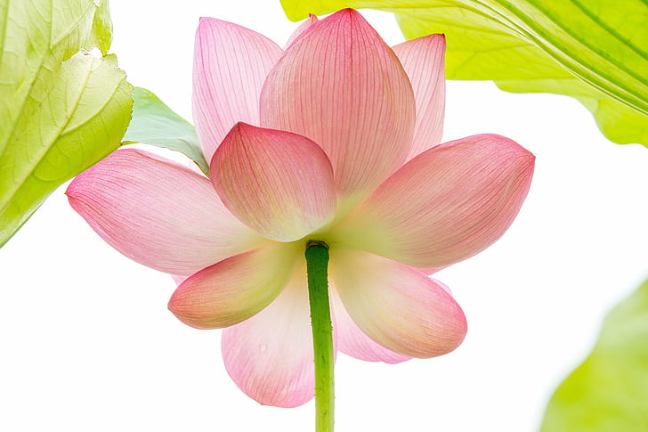 pink and white lotus, Looking up, Sankeien, Garden, Yokohama, HD wallpaper