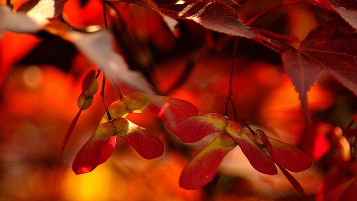 flowers, leaves, red, plants, HD wallpaper