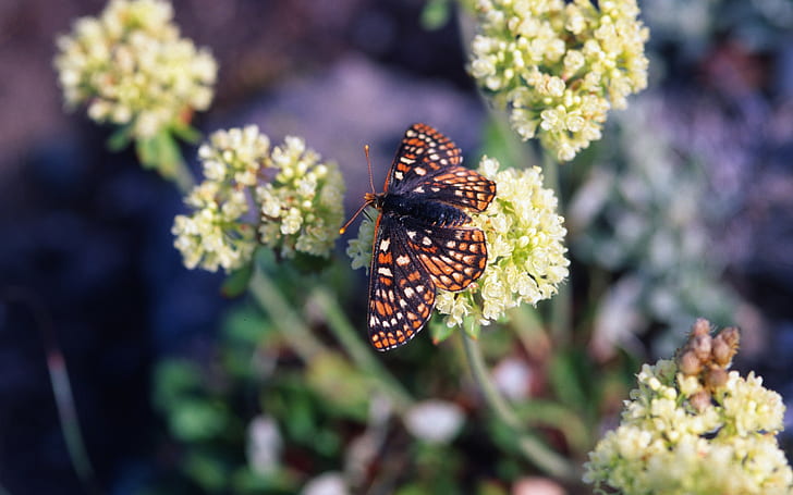 flowers, nature, butterfly, insect, HD wallpaper