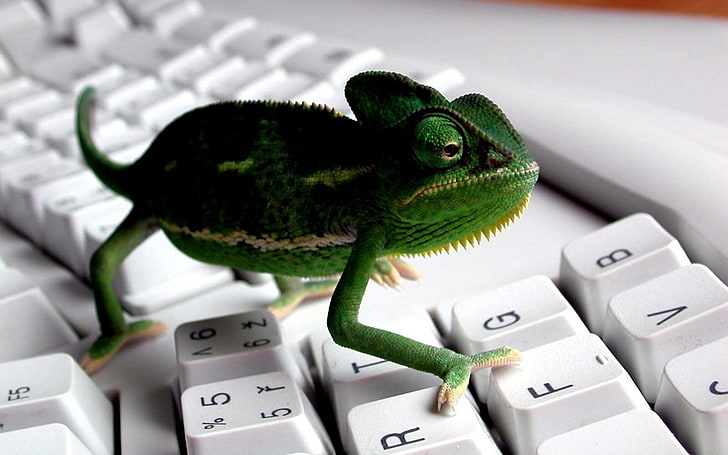 keyboards, animals, chameleons, communication, technology, computer, HD wallpaper