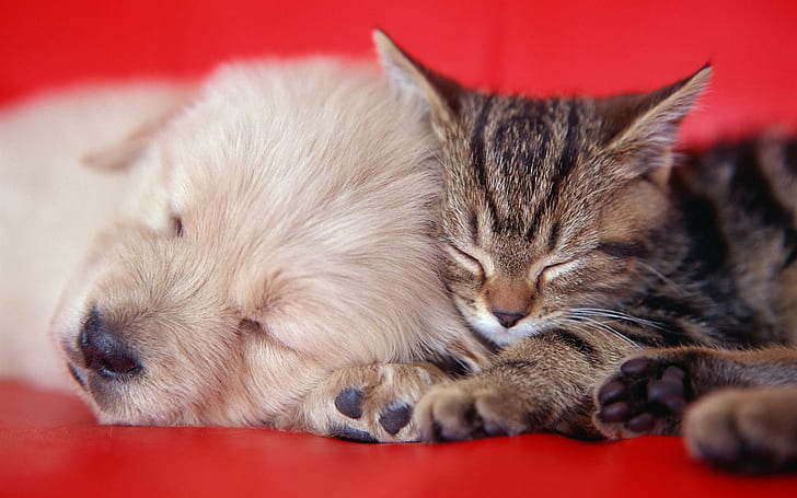 Lovely, golden retriever puppy and brown tabby kitten, paws, nice