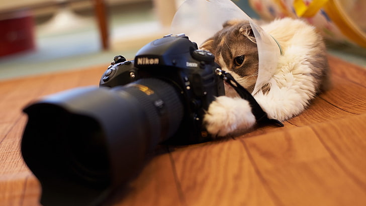 black Nikon DSLR camera, cat, animals, wooden surface, depth of field
