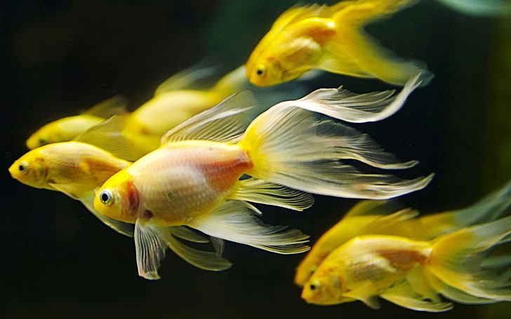 HD wallpaper: yellow fish, Animal, Goldfish, Aquarium, underwater, nature,  swimming Animal | Wallpaper Flare