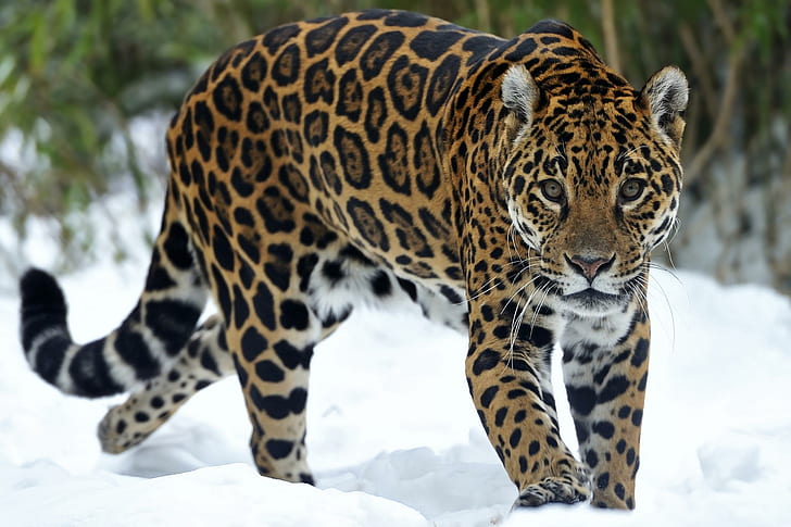 Big Cats Jaguars Glance Snow Animals Wide, HD wallpaper