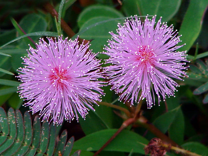 selective focus photography of two purple petaled flowers, mimosa pudica, mimosa pudica