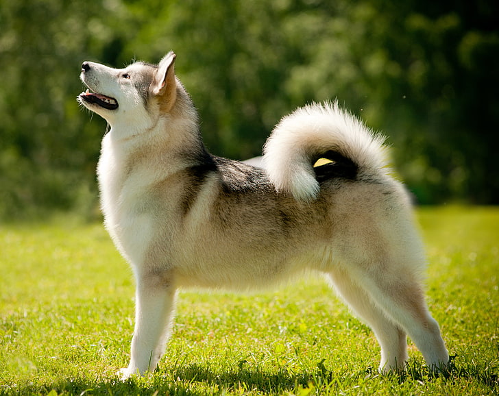 adult copper and white Siberian husky, dog, Laika, Alaskan Malamute, HD wallpaper