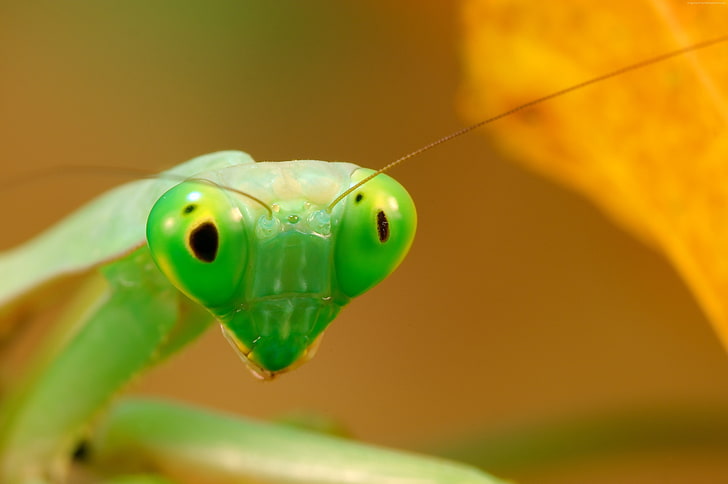 Mantis, green, HD wallpaper