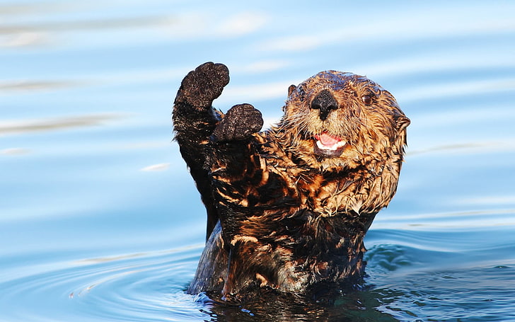 brown beaver, otter, wet, water, animal, wildlife, nature, mammal