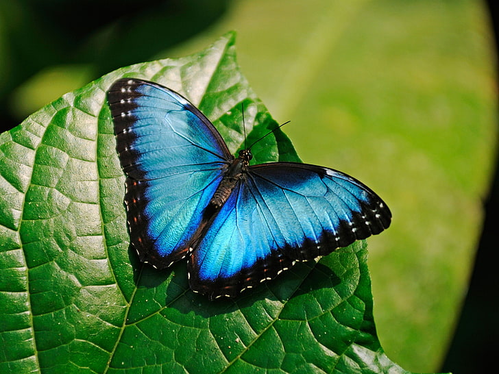 HD wallpaper: Blue Morpho Butterfly-High Quality HD Wallpaper, morpho  butterfly | Wallpaper Flare