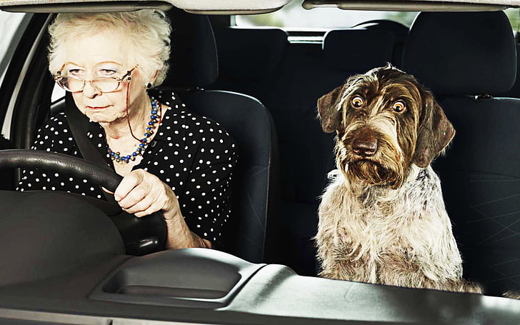 long-coated black and white dog, Humor, Machine, Eyes, Grandma