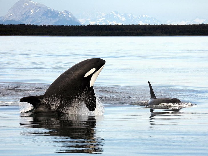 animals, orca, sea, nature, animals in the wild, animal wildlife, HD wallpaper