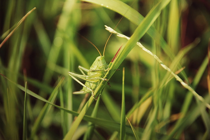 grasshopper, insect, green color, invertebrate, one animal