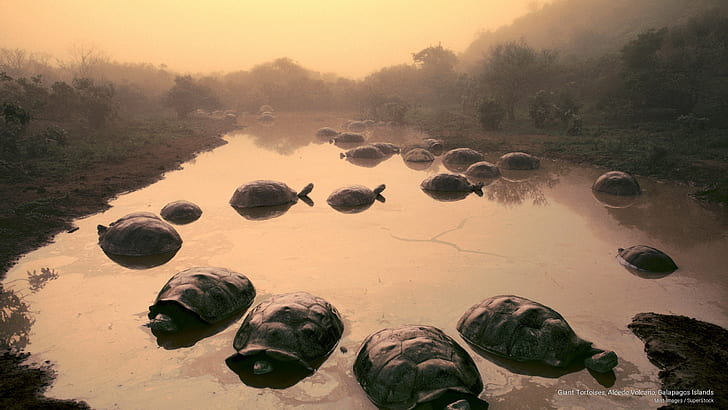 Giant Tortoises, Alcedo Volcano, Galapagos Islands, Animals, HD wallpaper
