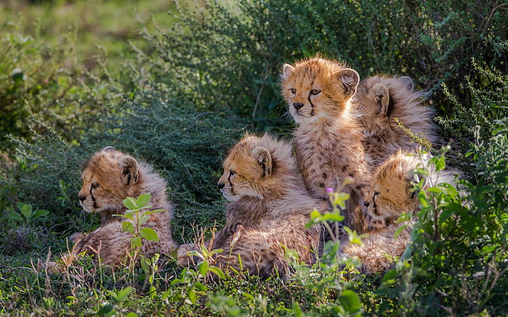 Cheetahs Cubs, HD wallpaper