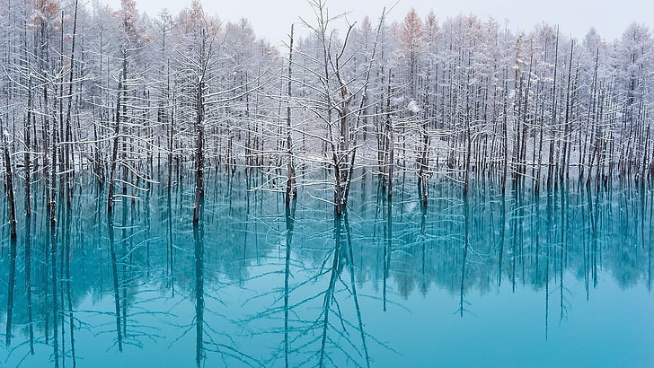white trees, lake, nature, turquoise, water, snow, reflection, HD wallpaper