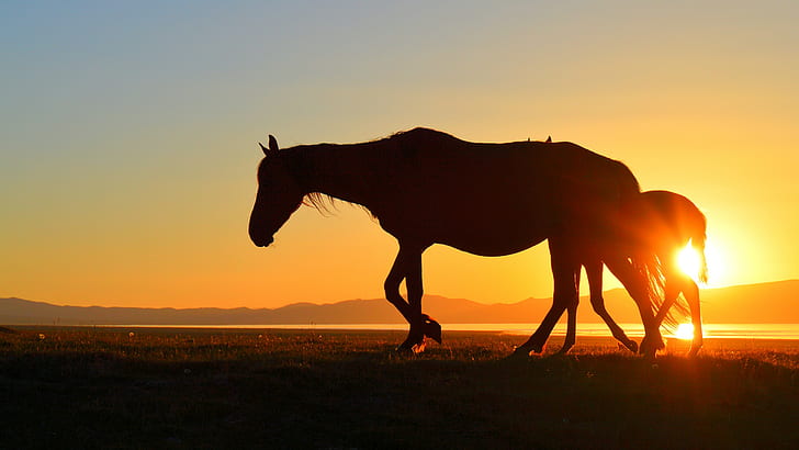 horse, Kyrgyzstan, Song Kul, sunset, lake, silhouette