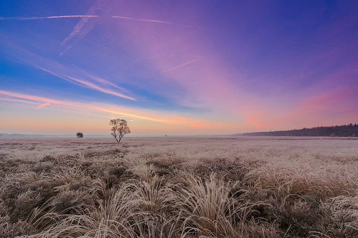 landscape, plains, field, dry grass, sunrise, purple sky, HD wallpaper