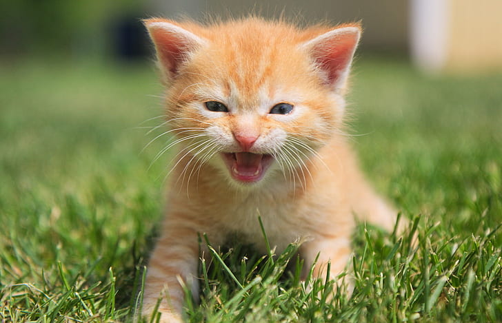 orange tabby kitten, ferocious, attack, cat, meowing, animal, HD wallpaper