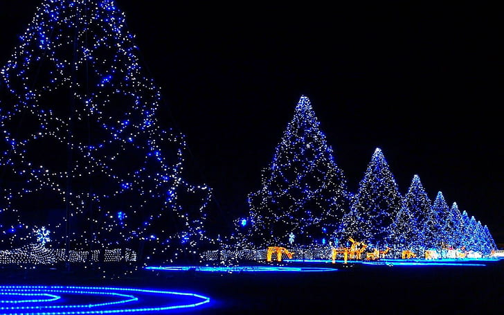 Christmas trees covered in lights, blue christmas lights, holidays