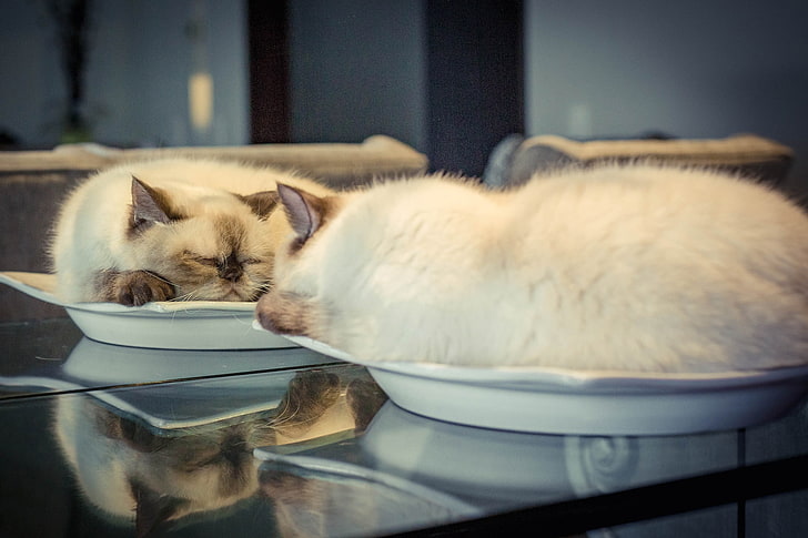 white cat, mirror, reflection, relaxing, animals, plates, domestic, HD wallpaper