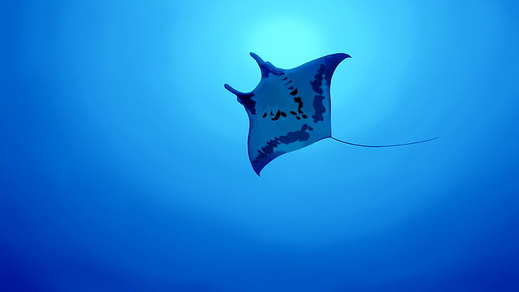 Manta ray, Fish, Underwater, Ocean, 4K
