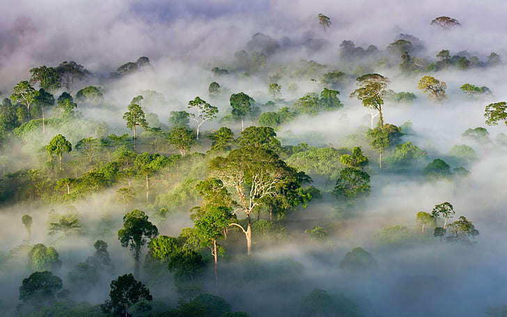 forest, trees, fog, Malaysia, Sabah, HD wallpaper