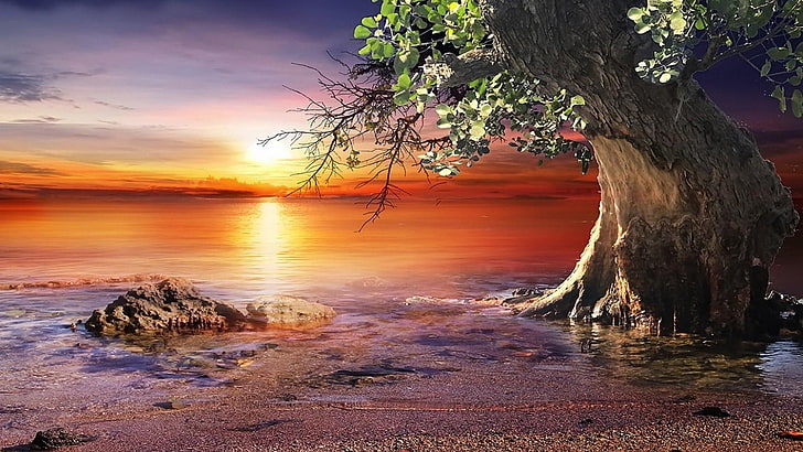 1920x1200px | free download | HD wallpaper: lonely tree, sunset, beach,  stone, horizon, night, evening | Wallpaper Flare