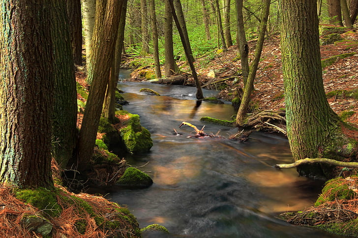 river surrounded by green trees at daytime, spruce, spruce, Pennsylvania