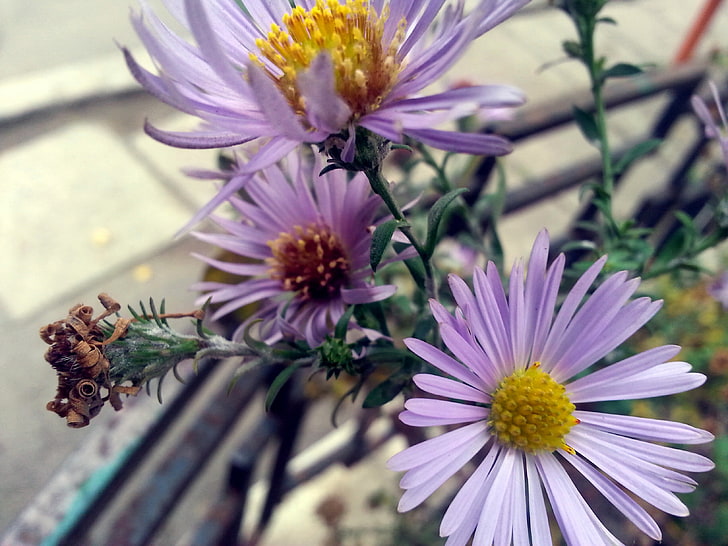 purple daisy flower, flowers, nature, blurred, green, blossoms, HD wallpaper