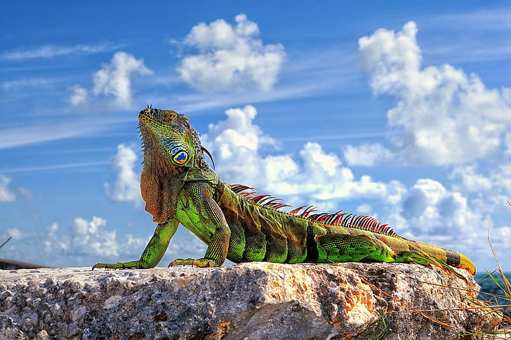 Animales, iguana, Reptil