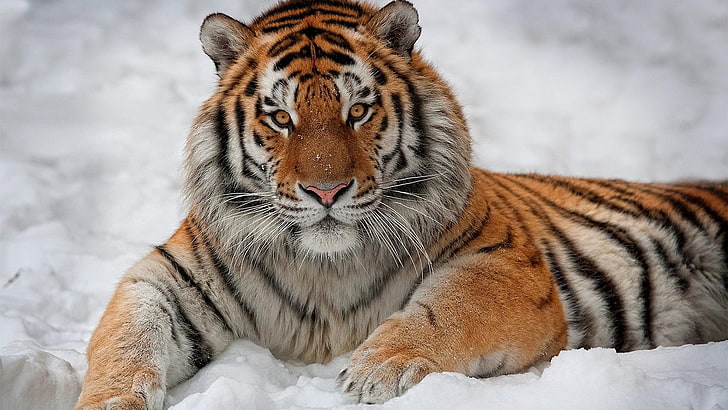 tigers, snow, animals, HD wallpaper