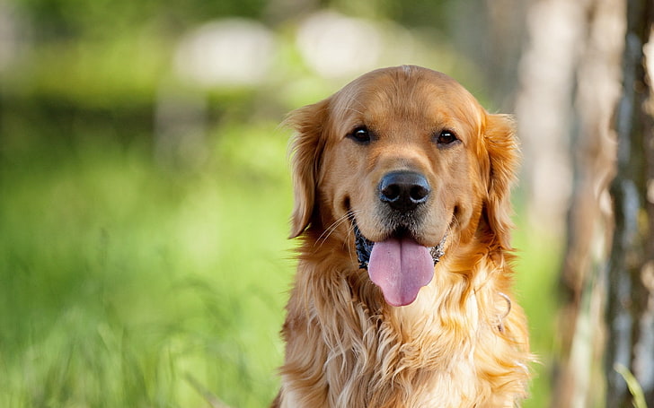 adult golden retriever, dog, muzzle, eyes, nose, tongue, pets