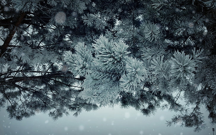 white and black floral textile, winter, plants, trees, pine trees, HD wallpaper