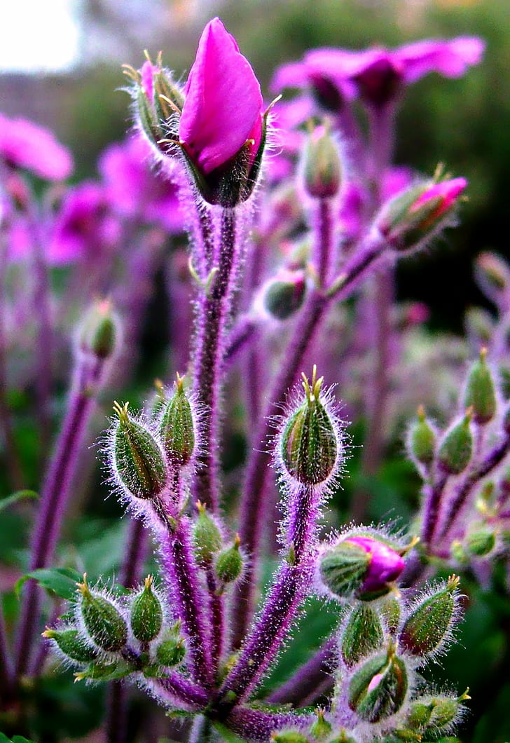 green and purple flower bud, Ready to go, go  green, purple  flower, HD wallpaper