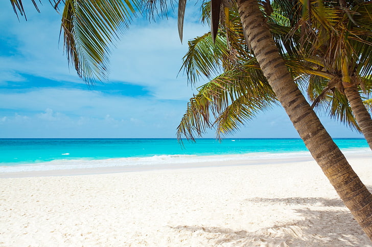 beach, blue, coast, palm trees, landscape, Caribbean, sea, sky, HD wallpaper