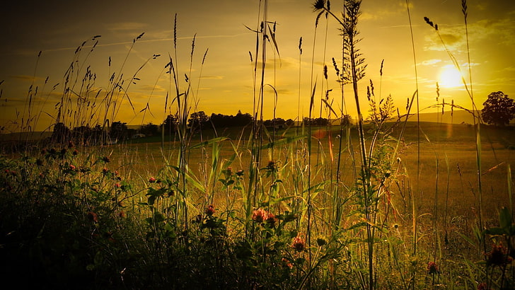 green grass, nature, field, color correction, sunset, landscape, HD wallpaper