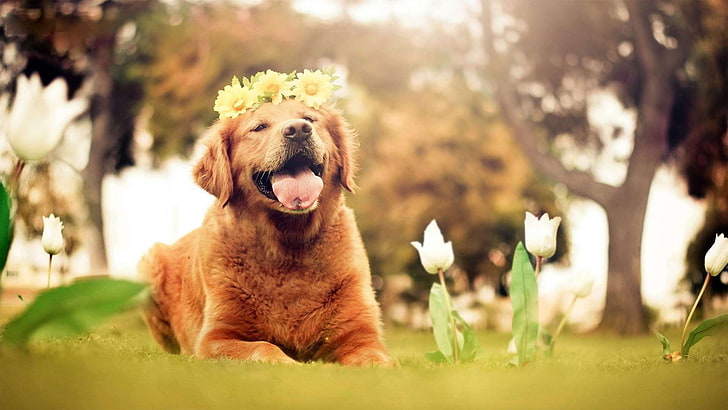 adult golden retriever, dog, animals, nature, tulips, flowers