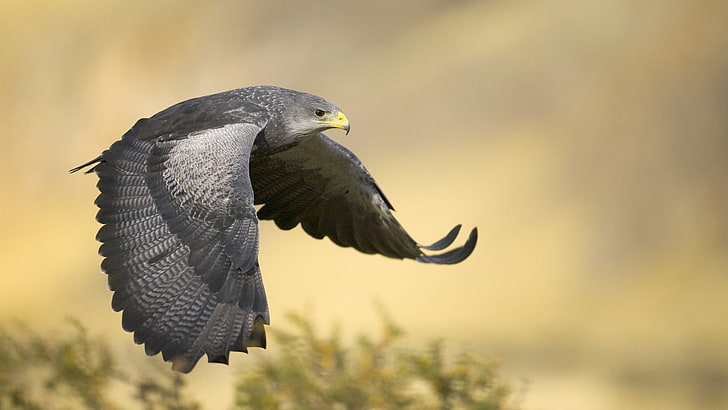 gray and black hawk, falcons, birds, flying, animal, vertebrate, HD wallpaper