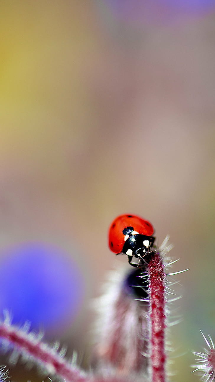 selective focus photography of ladybug, Brillo, ladybug  Ladybug, HD wallpaper
