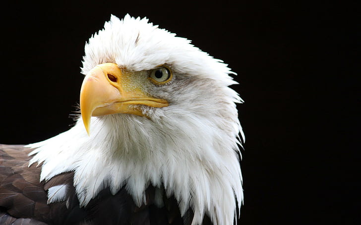 bald eagle, bird, predator, snow, Background Ultra HD 4K, Download, HD wallpaper