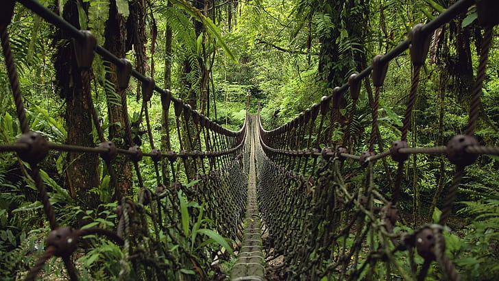 footbridge, green forest, suspension bridge, rainforest, green nature, HD wallpaper