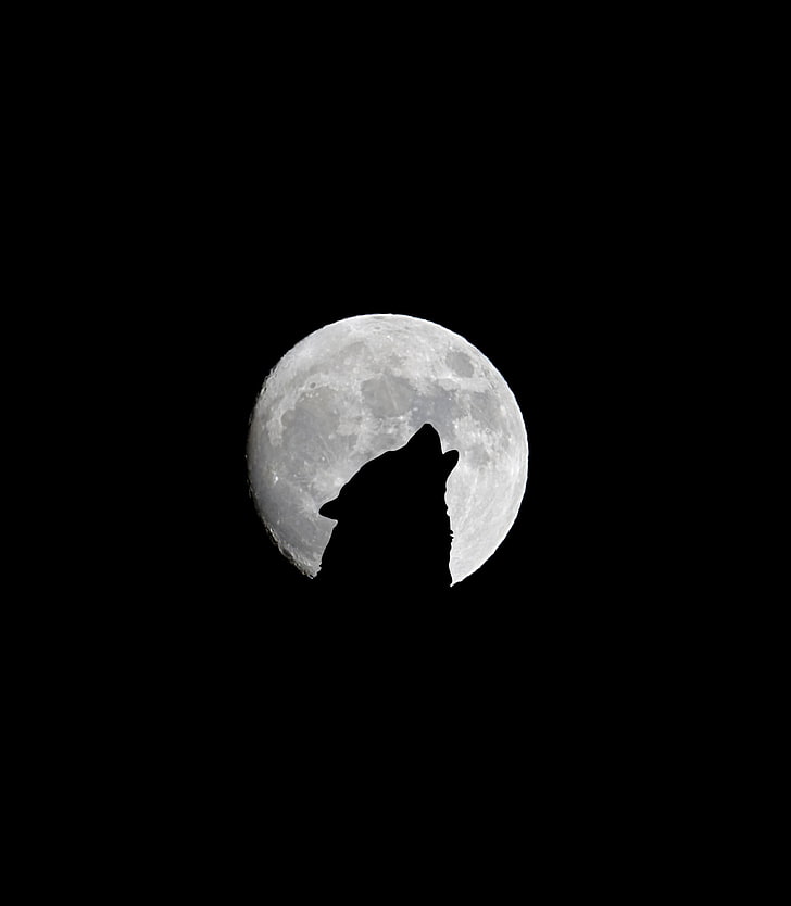 wolf and full moon, howl, bw, silhouette, night, halloween, moonlight, HD wallpaper