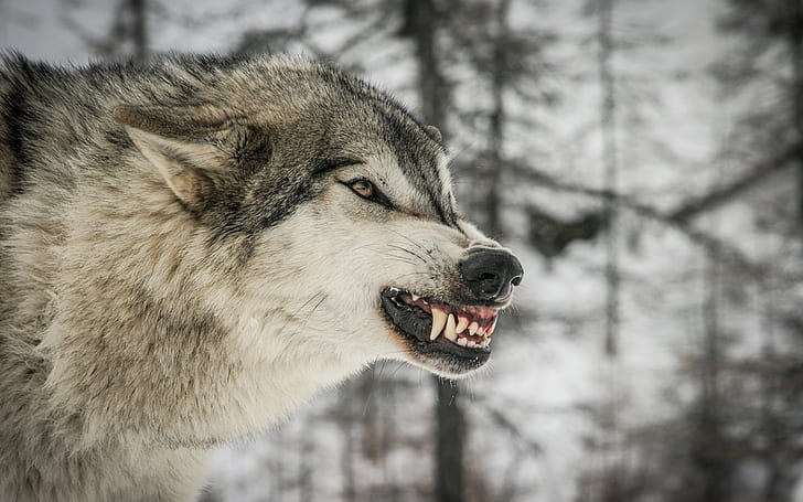 Wolf, predator, winter, trees, grey and black wolf, HD wallpaper