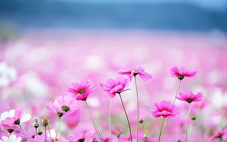 pink flowers with blurred background, HD wallpaper