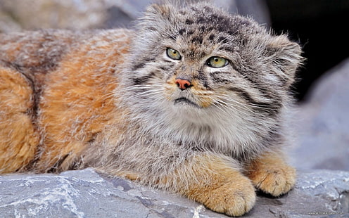 Hd Wallpaper Cats Pallas S Cat Colors Wallpaper Flare,Electric Vs Gas Dryer How To Tell