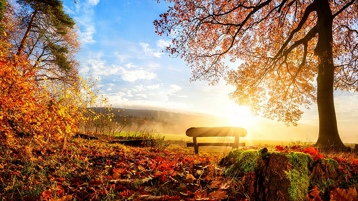 bench, autumn, nature, leaves, sunrise, sky, tree, field, morning