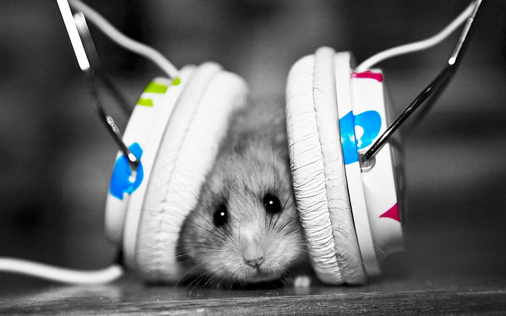 white and blue earmuff, funny, music fan, little, hamster, rodent