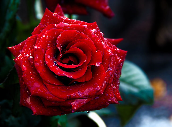 Red Rose Macro Shoot, red rose, Aero, Drops, Flower, Beautiful, HD wallpaper