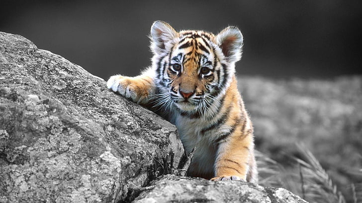 tiger, cute, cub, photograph, monochrome, HD wallpaper
