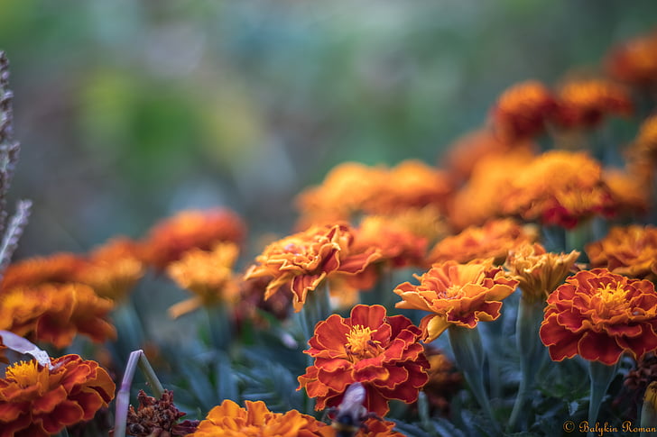 Flowers, Marigold, Orange Flower, HD wallpaper